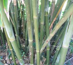 Bamboo Emerald 65G [Bambusa Mutabilis]
